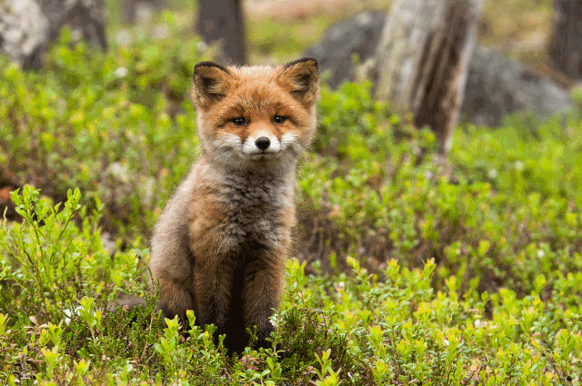 fox